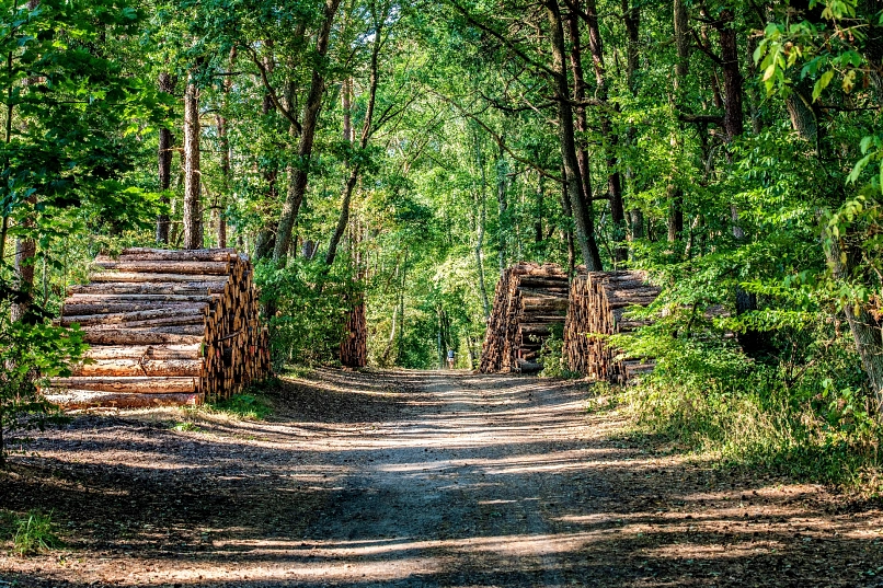 Waldweg mit aufgestapeltem Holz am linken und rechten Wegesrand