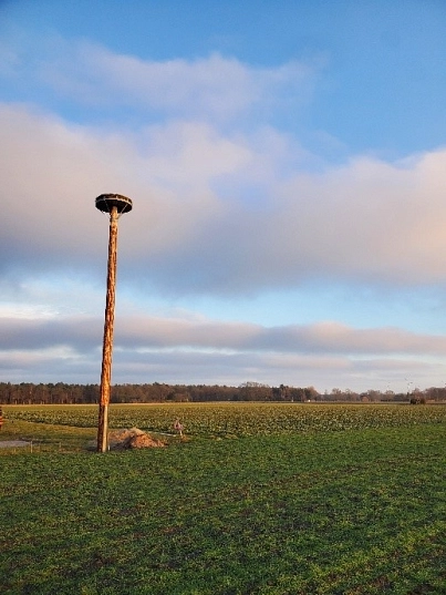 Fertiges Storchennest Ahrensmoor vor blauem Himmel steht ein hoherHolzmast auf einer großen Wiese. Oben auf dem Mast ist eine runde Plattform zu sehen. © Samtgemeinde Harsefeld