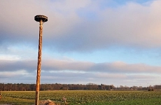 Fertiges Storchennest Ahrensmoor vor blauem Himmel steht ein hoherHolzmast auf einer großen Wiese. Oben auf dem Mast ist eine runde Plattform zu sehen.