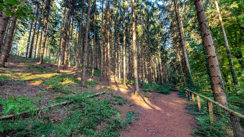 Nadelwald mit breitem Wanderweg in der Mitte des Bildes