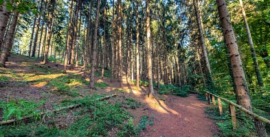 Nadelwald mit breitem Wanderweg in der Mitte des Bildes