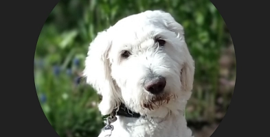 Zu sehen ist ein weiß-gelockter Hundkopf