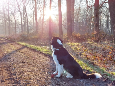 Hundebild Ein sitzender Hund ist abgebildet. © Samtgemeinde Harsefeld