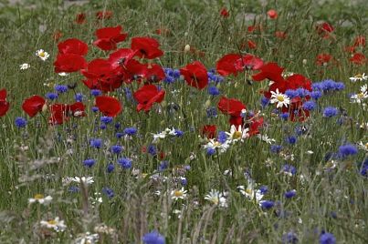 Blumenwiese mit Mohn und Kornblumen im Frühling&nbsp;&copy;&nbsp;Samtgemeinde Harsefeld
