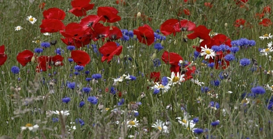 Blumenwiese mit Mohn und Kornblumen im Frühling