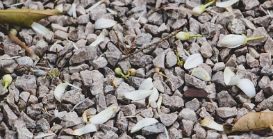 Schotter mit Blättern